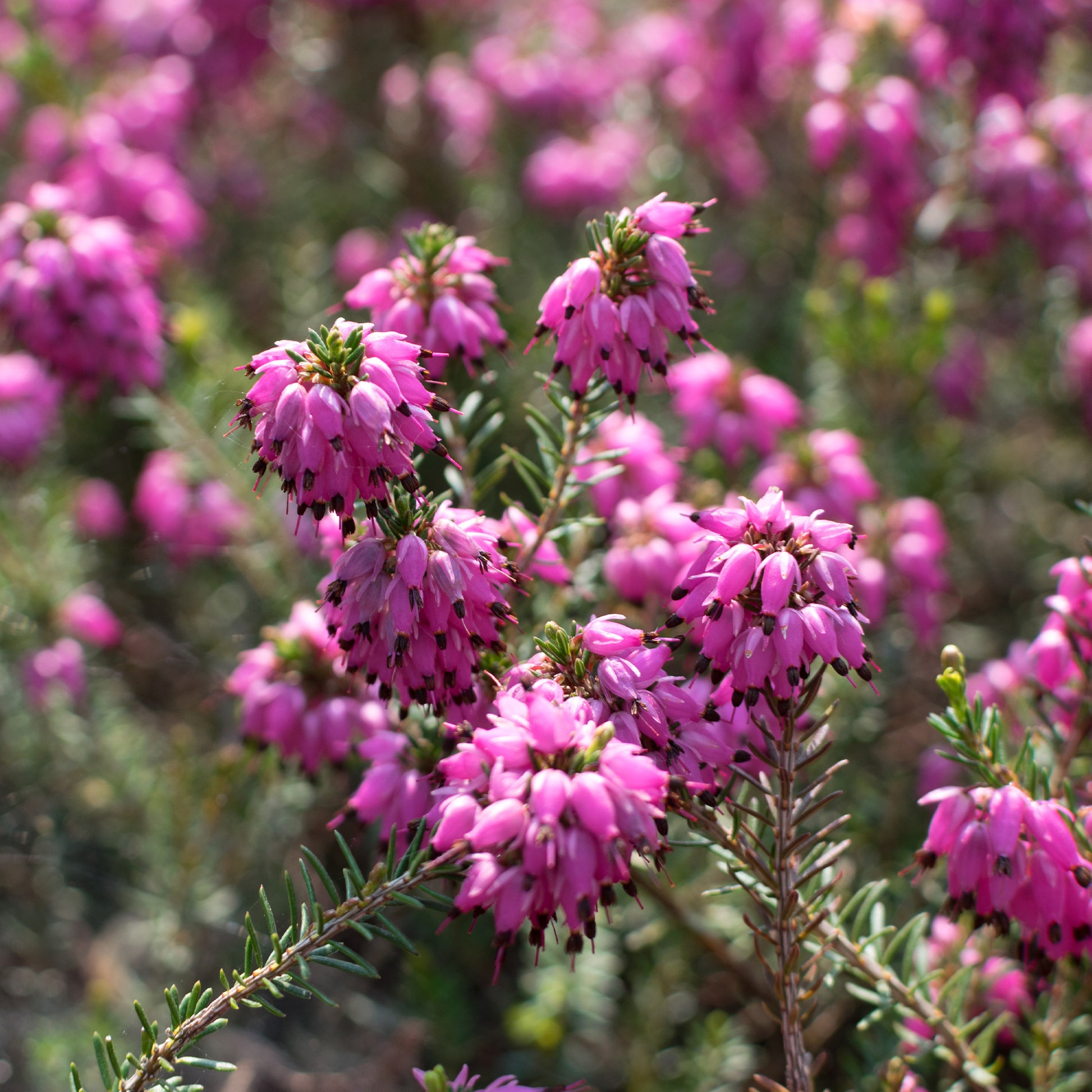 Sneeuwheide Myretoun Robijn - Erica carnea Myretoun Ruby - Bakker