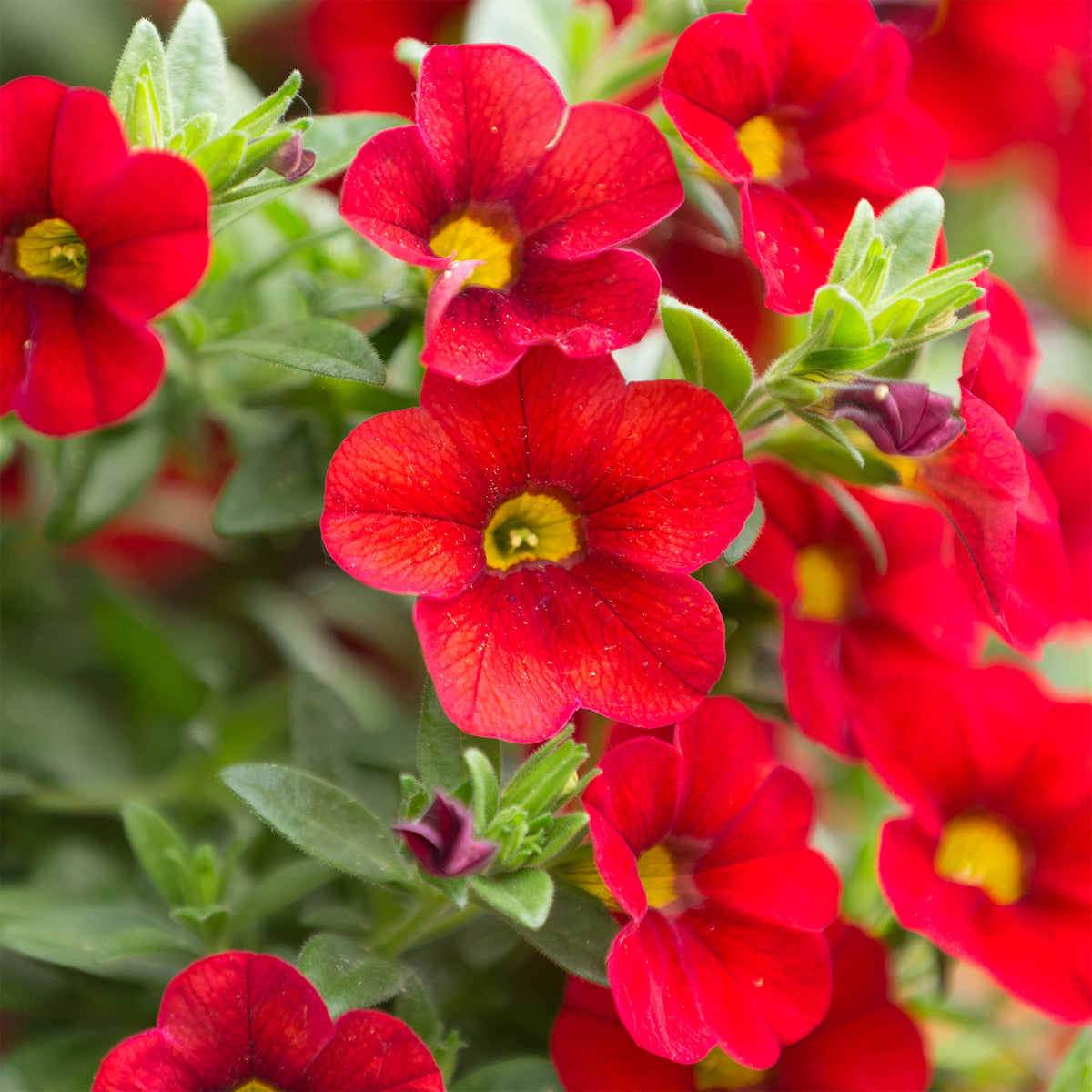 Rode mini-petunia (x3) - Calibrachoa hybride red - Bakker