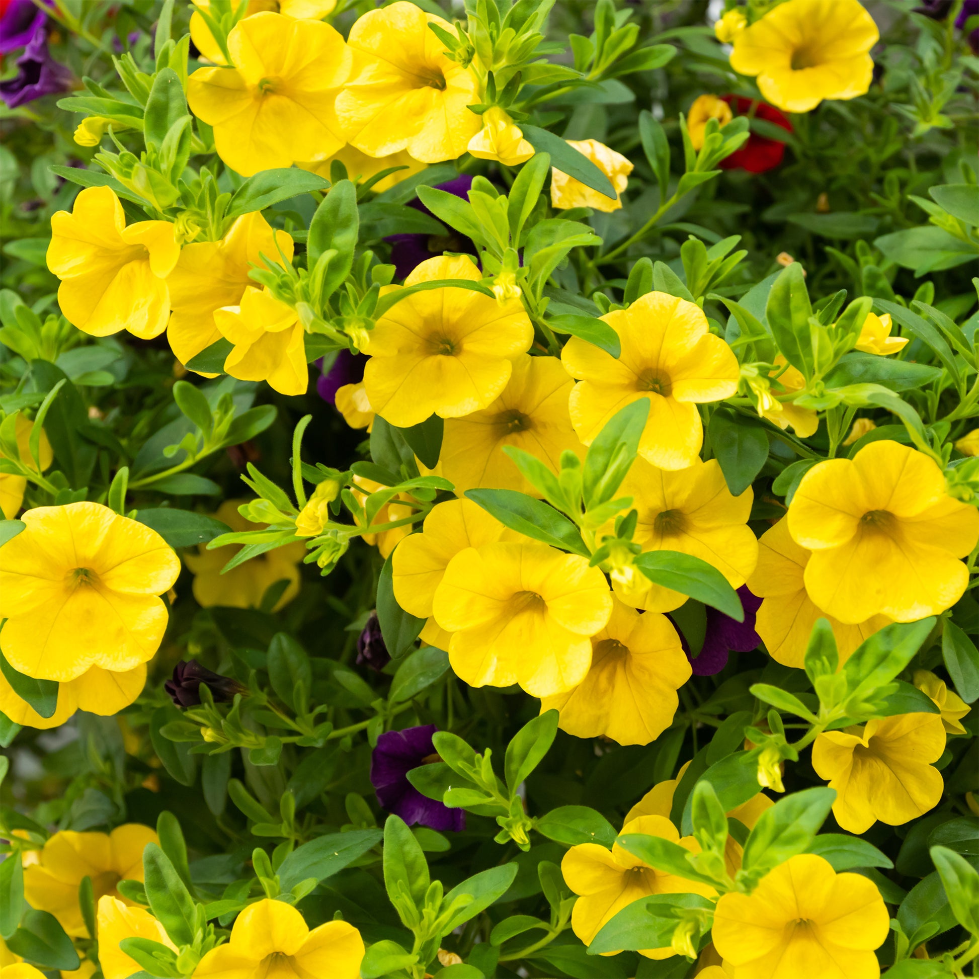 Gele mini-petunia (x3) - Bakker