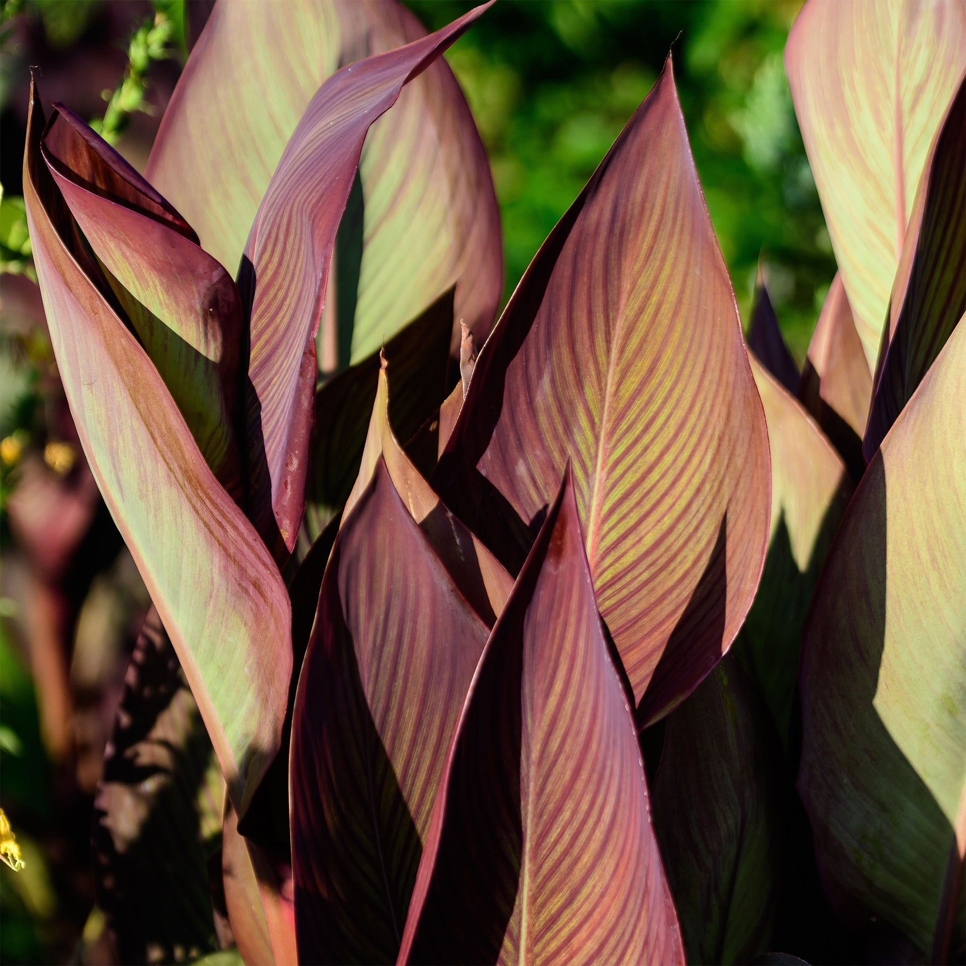 Canna Angelique - Canna indica Angelique - Bakker