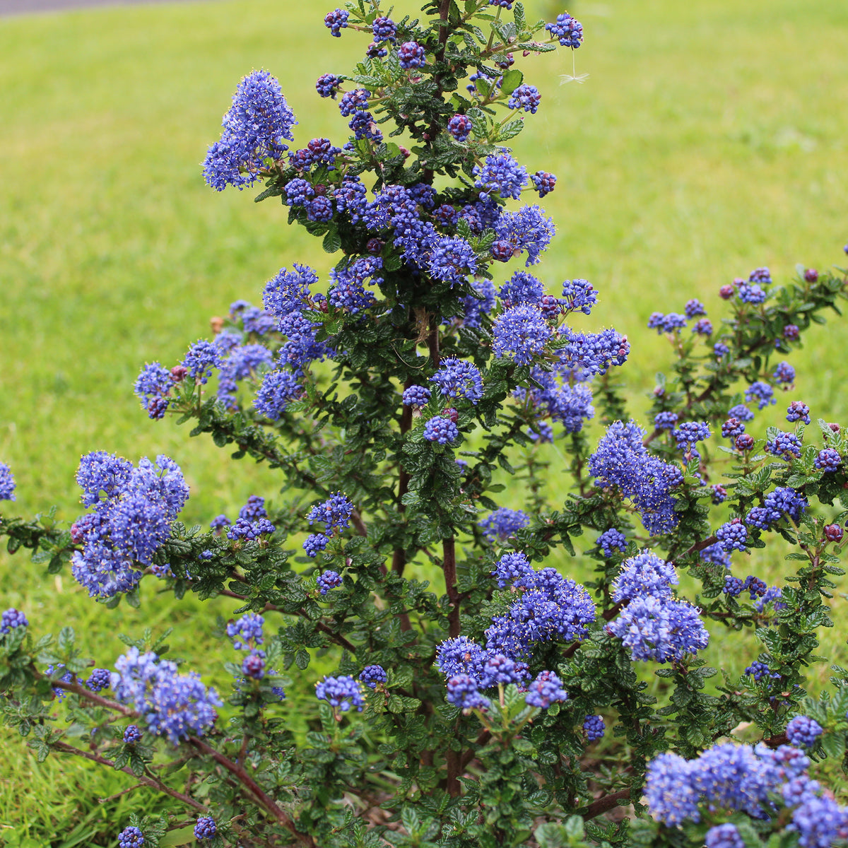 Ceanothus Dark Star / Amerikaanse sering - Ceanothus impressus Dark Star - Bakker