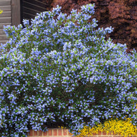 Ceanothus thyrsiflorus Skylark - Ceanothus Skylark / Amerikaanse sering  - Bloeiende heesters