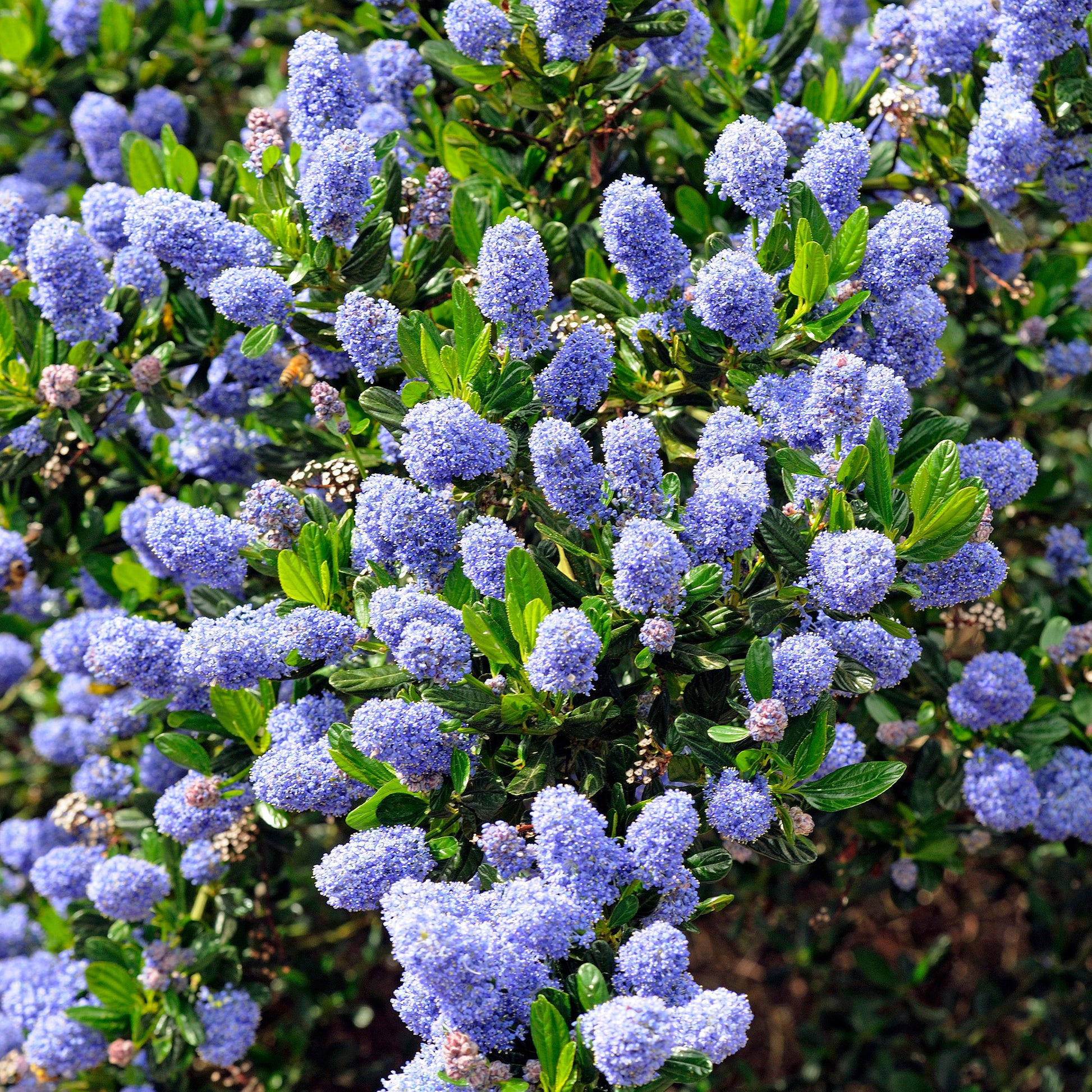 Ceanothus Skylark / Amerikaanse sering  - Bakker