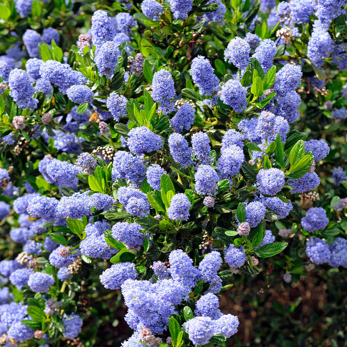 Ceanothus Skylark / Amerikaanse sering - Bakker