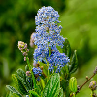 Ceanothus Skylark / Amerikaanse sering  - Ceanothus thyrsiflorus Skylark - Bakker