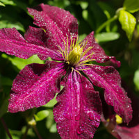 Clematis Niobe - Bosrank 'Niobe' - Clematis