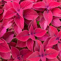 Siernetel Roodkop - Coleus Redhead - Bakker