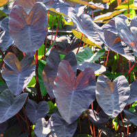 Colocasia 'Black Magic' / Olifantsoor - Colocasia rubra Black Magic - Bakker