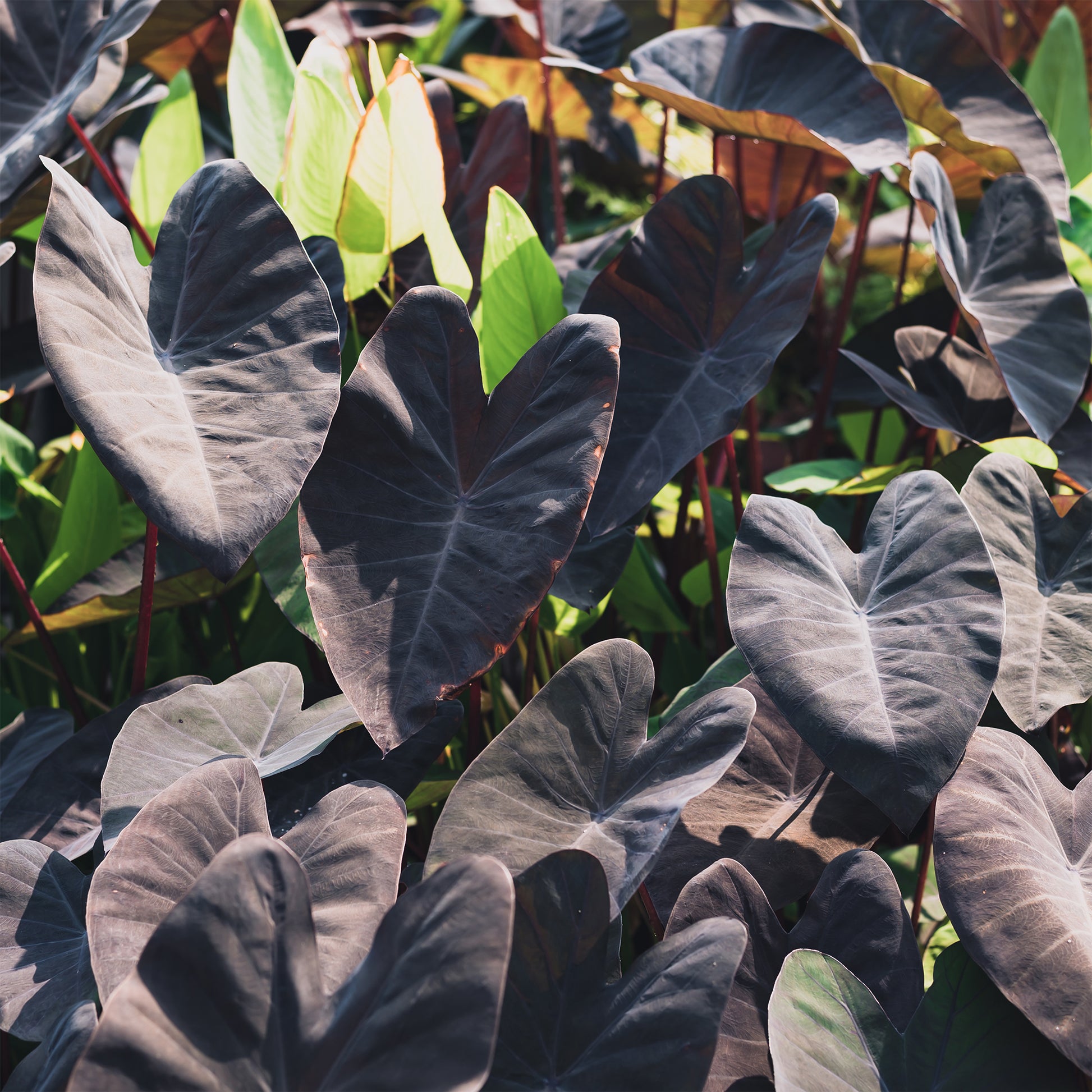 Colocasia 'Black Magic' / Olifantsoor - Bakker