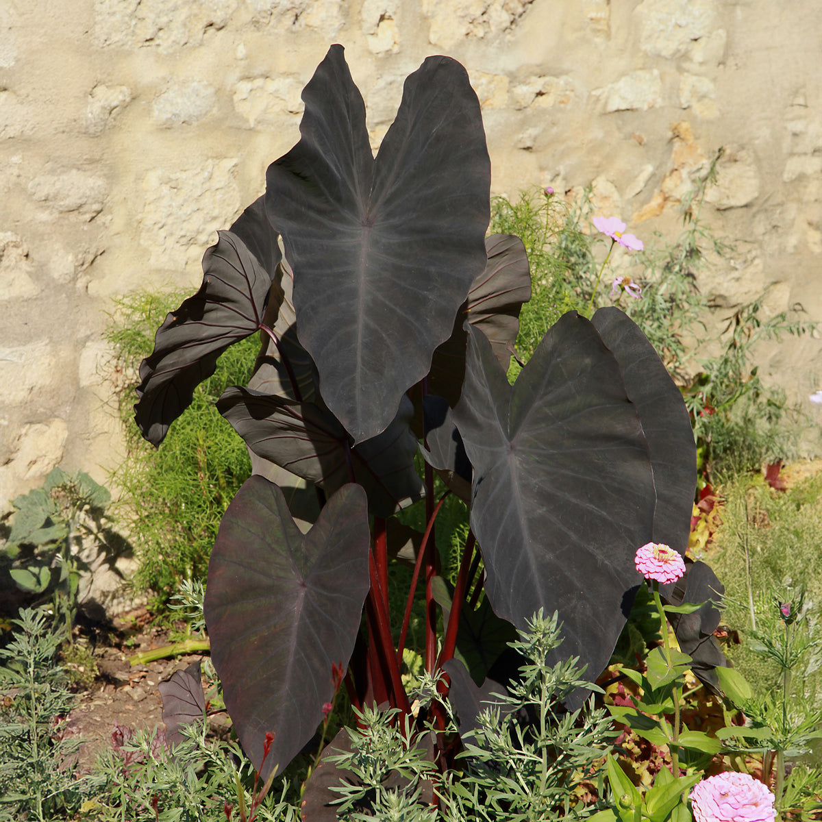 Colocasia rubra Black Magic - Colocasia 'Black Magic' / Olifantsoor - Oeverplanten