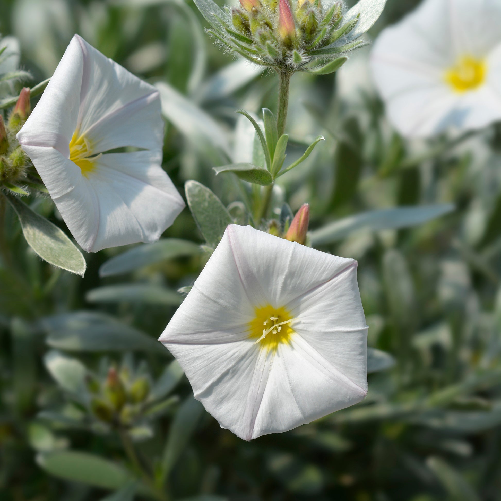 Zilverwinde - Convolvulus cneorum - Bakker