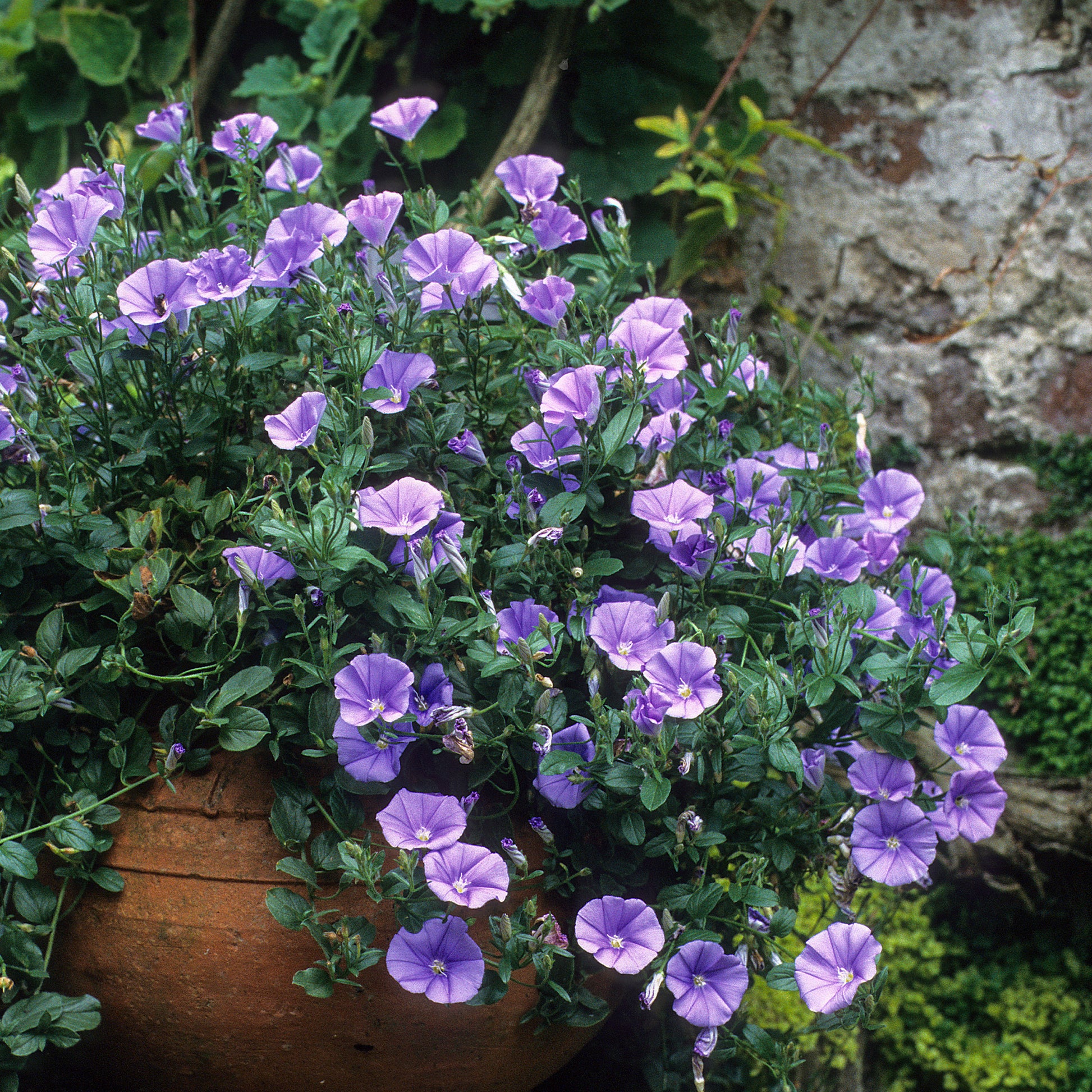 Convolvulus sabatius New Blue ® - Convolvulus New Blue Moon®/ Winde - Bodembedekkers