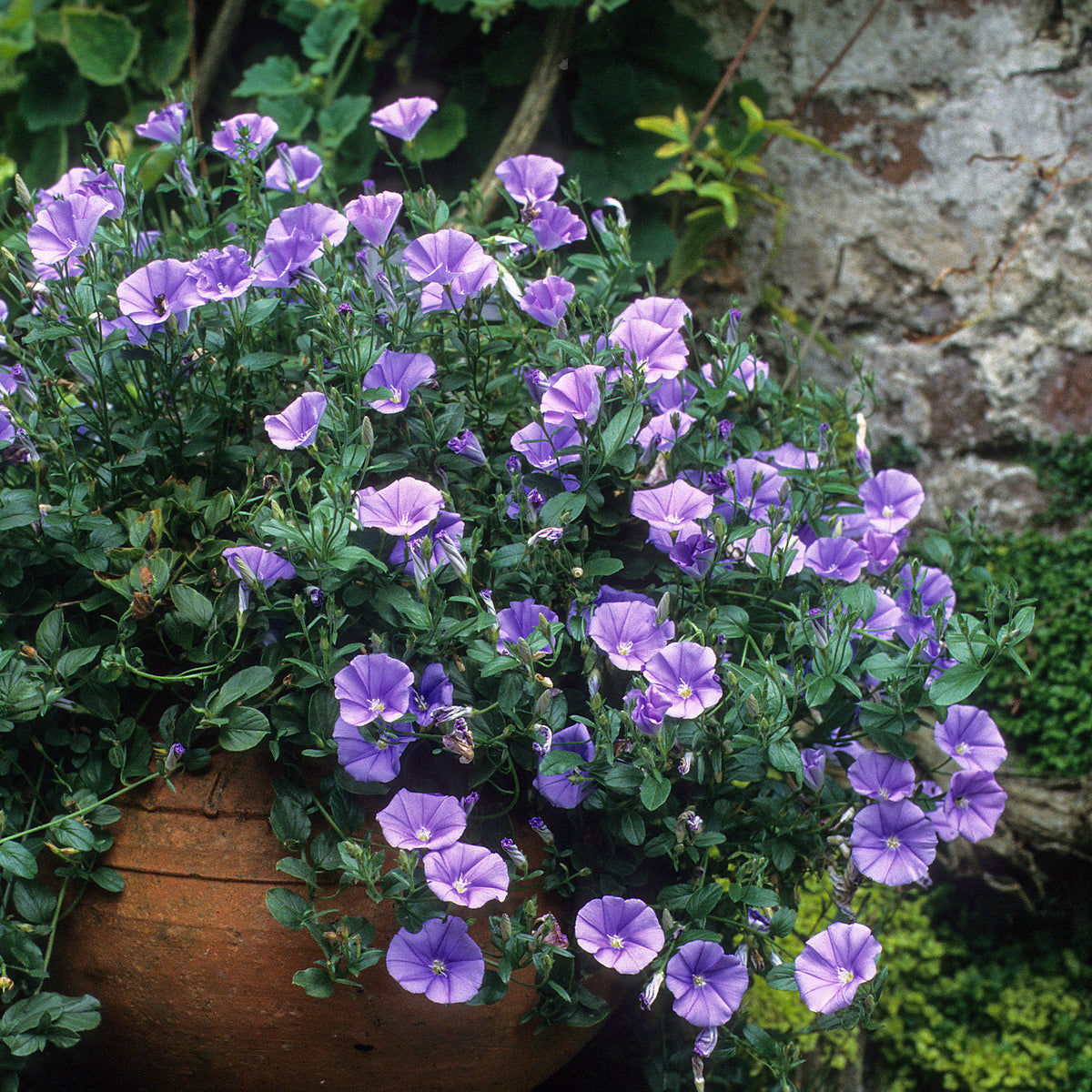 Convolvulus manati Deep Blue - Convolvulus New Blue Moon®/ Winde - Bodembedekkers
