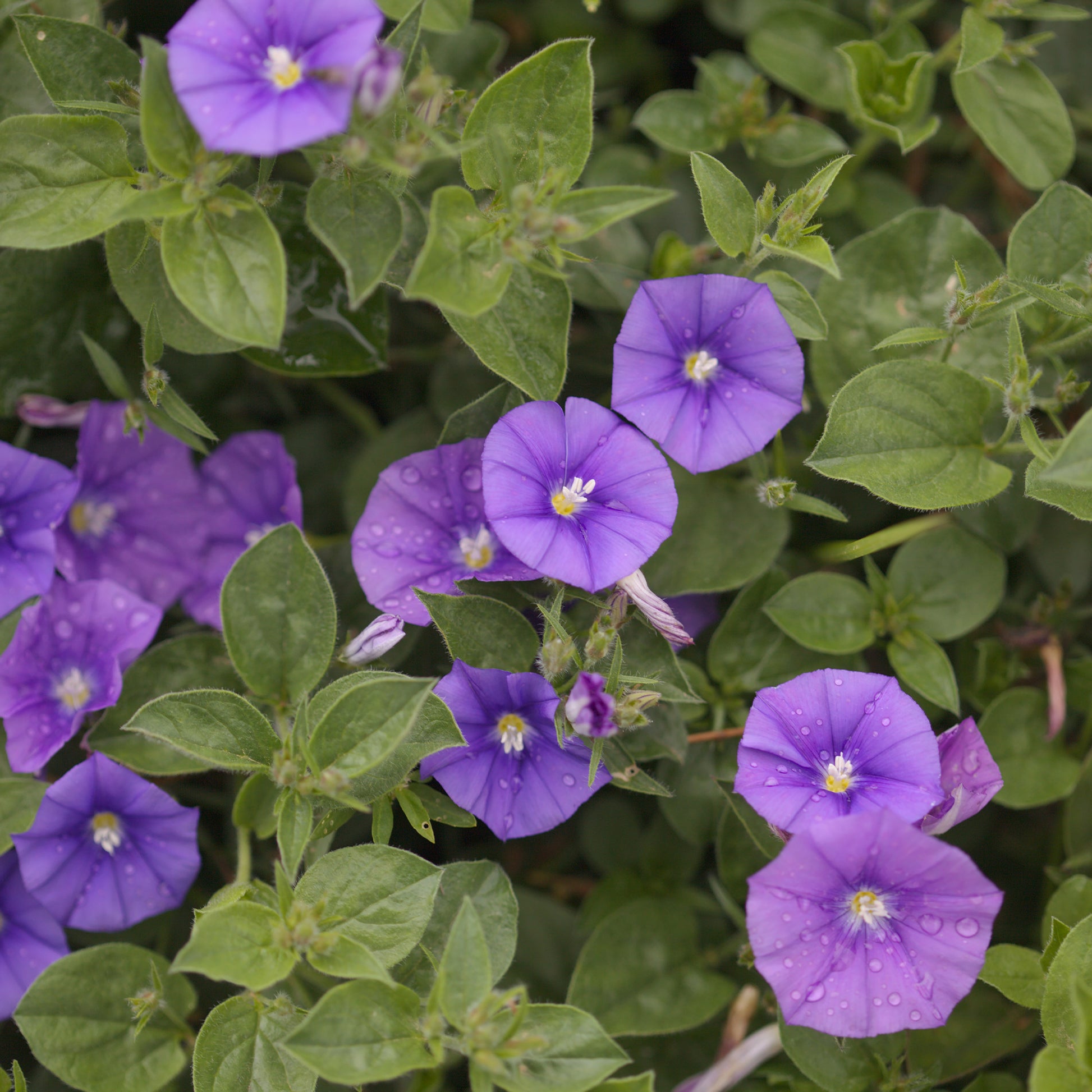 Convolvulus New Blue Moon®/ Winde - Convolvulus sabatius New Blue ® - Bakker