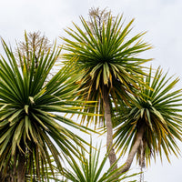 Cordyline australis / Koolpalm - Cordyline australis - Bakker