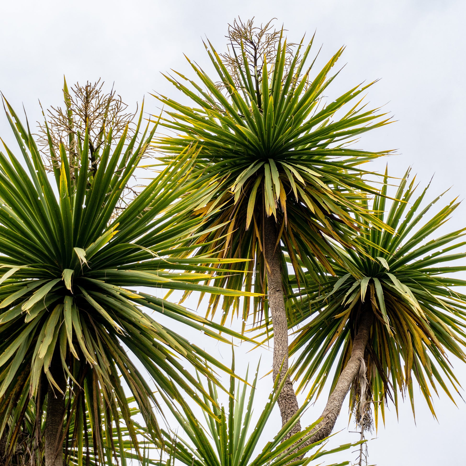 Cordyline australis / Koolpalm - Bakker