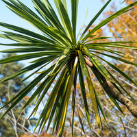 Vaste planten - Cordyline australis / Koolpalm - Cordyline australis