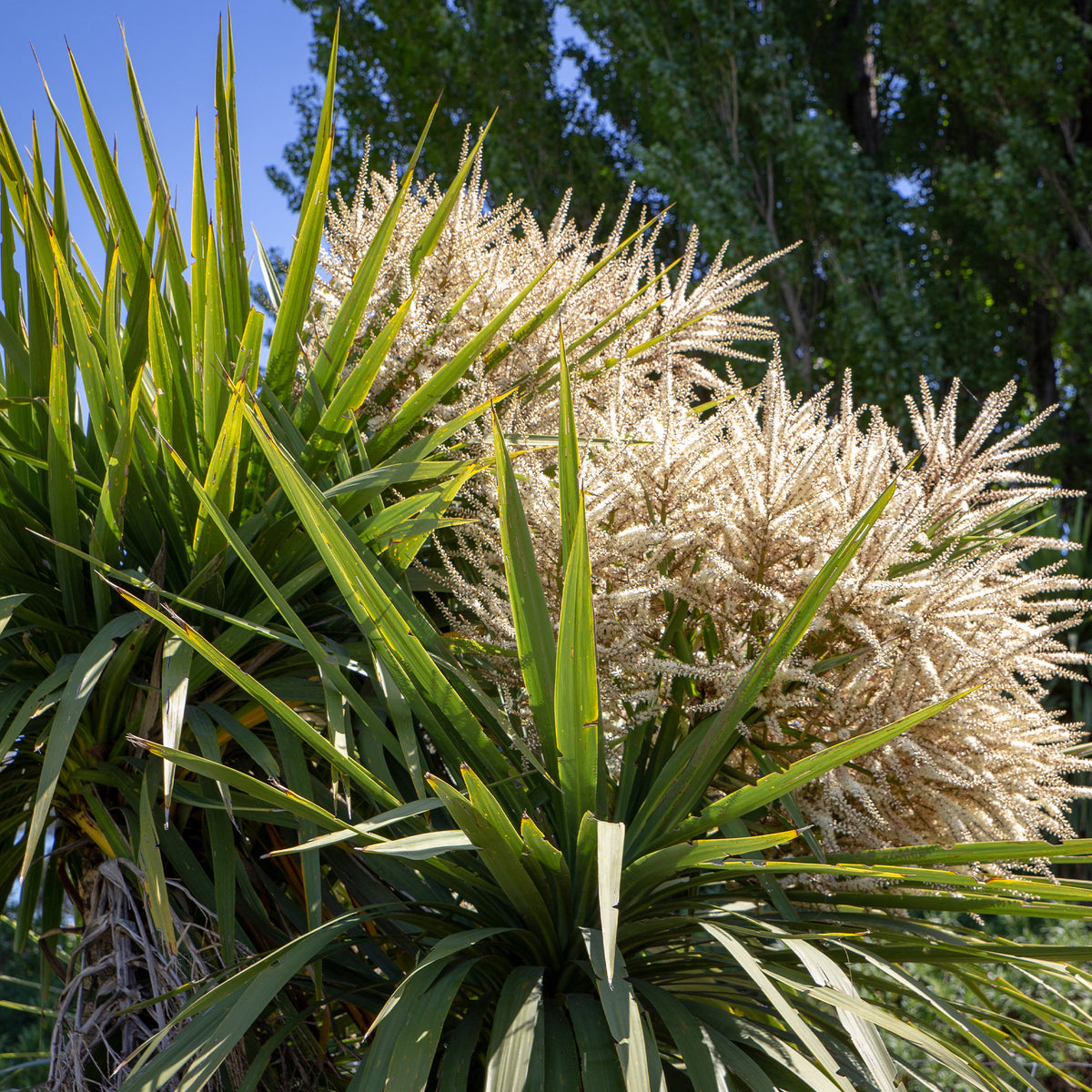 Cordyline australis - Cordyline australis / Koolpalm - Cordyline