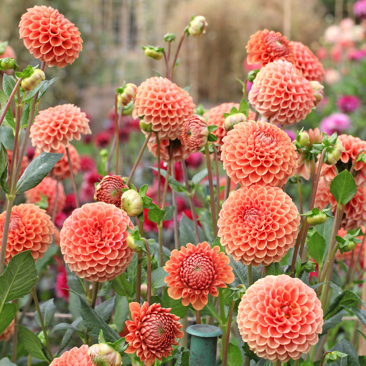 Dahlia Cornel Brons - Dahlia Kornoelje Brons - Dahlia 