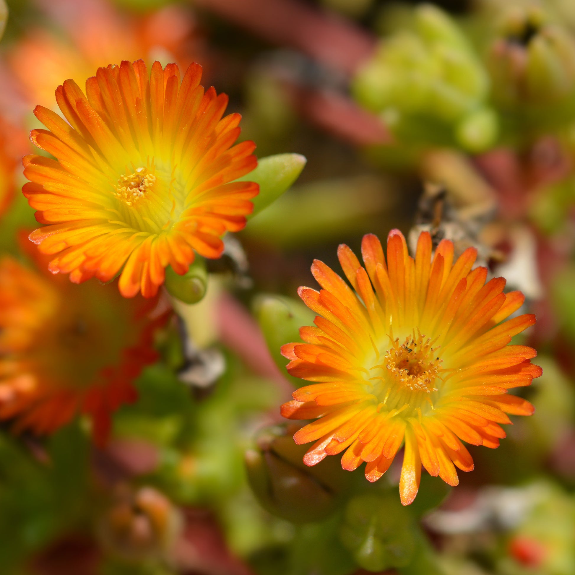 Ijsbloem 'Orange Wonder'® - Delosperma Wheels of Wonder® Orange - Bakker