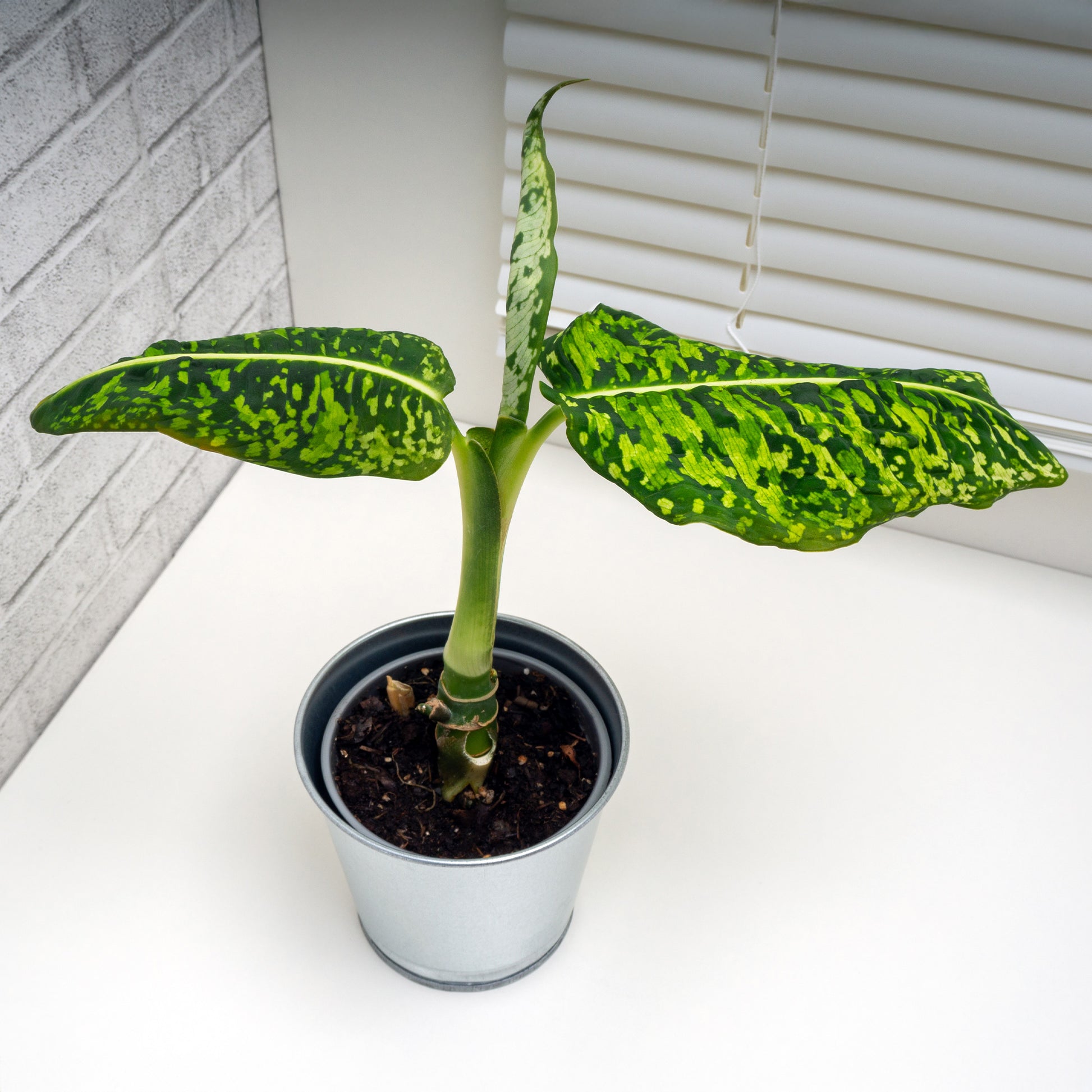 Dieffenbachia reflector / Dief van Bagdad - Dieffenbachia Reflector - Bakker