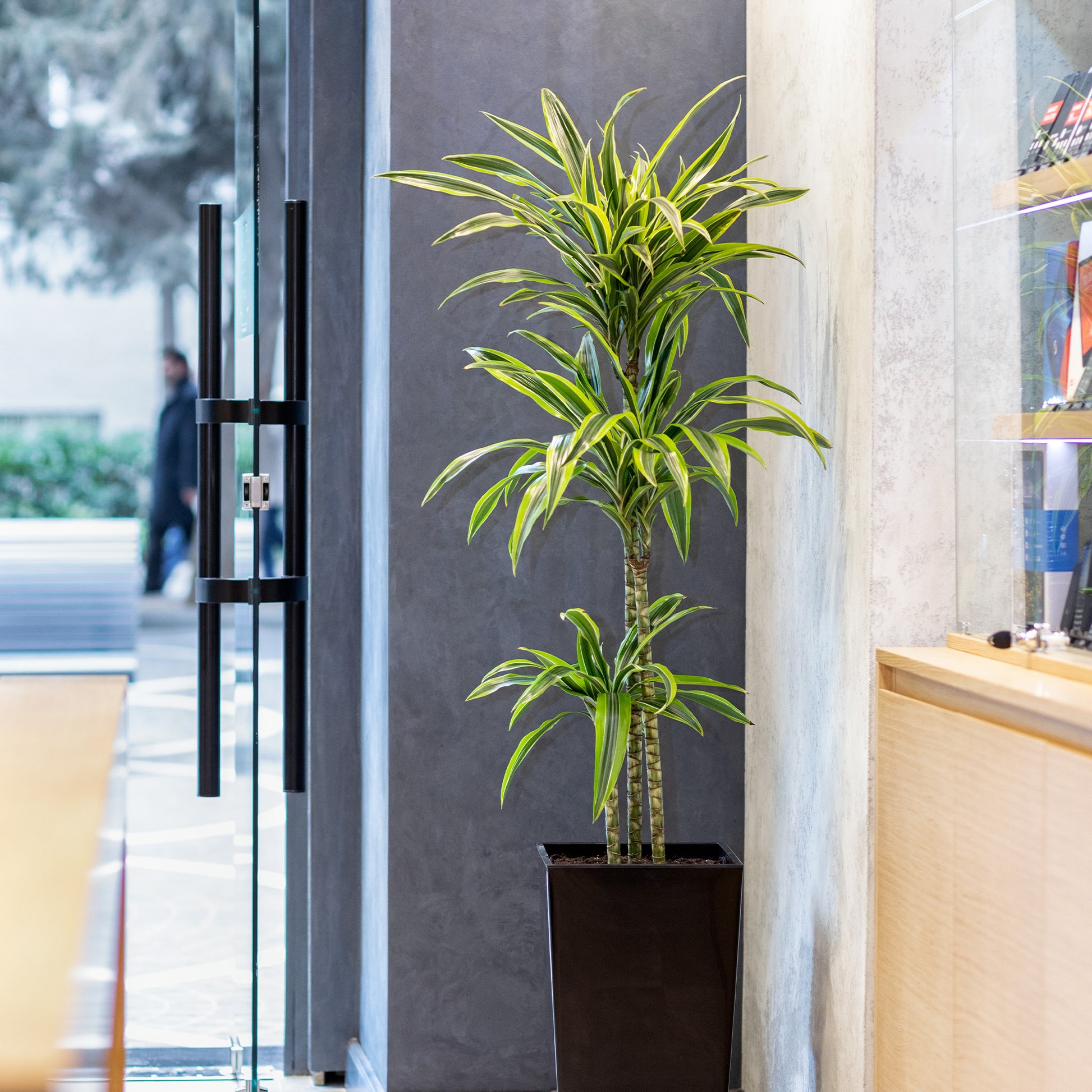 Dracaena 'Lemon Lime / / Drakenbloedboom - Bakker