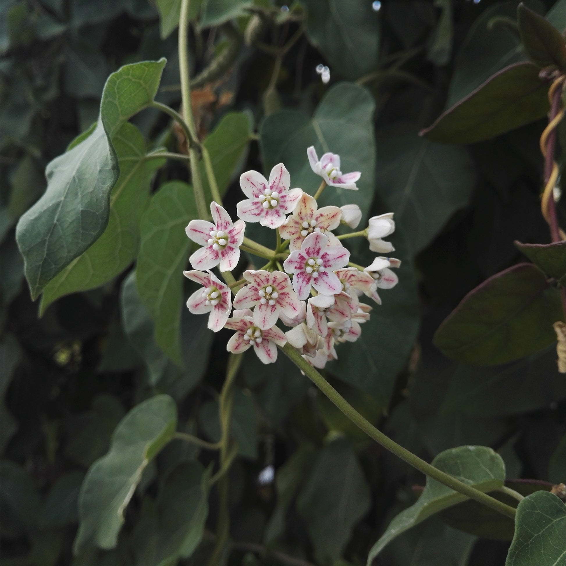 Wattakaka sinensis  - Bakker