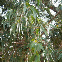 Eucalyptus citriodora - Citroen Eucalyptus - Eucalyptus