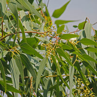 Citroen Eucalyptus - Eucalyptus citriodora - Bakker