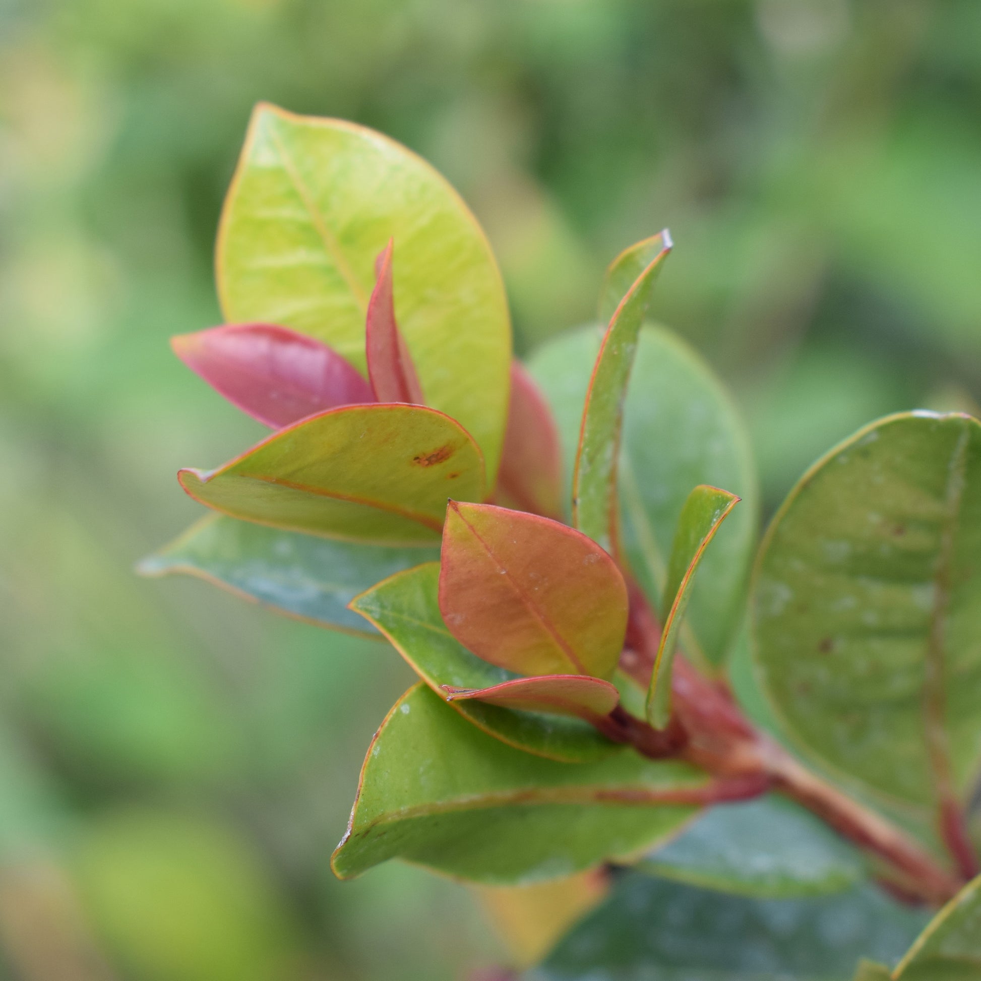 Eugenia myrtifolia 'Newport'/Australische kers 'Newport' - Bakker