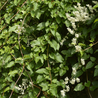 Fallopia Aubertii / Bruidssluier - Fallopia aubertii - Bakker