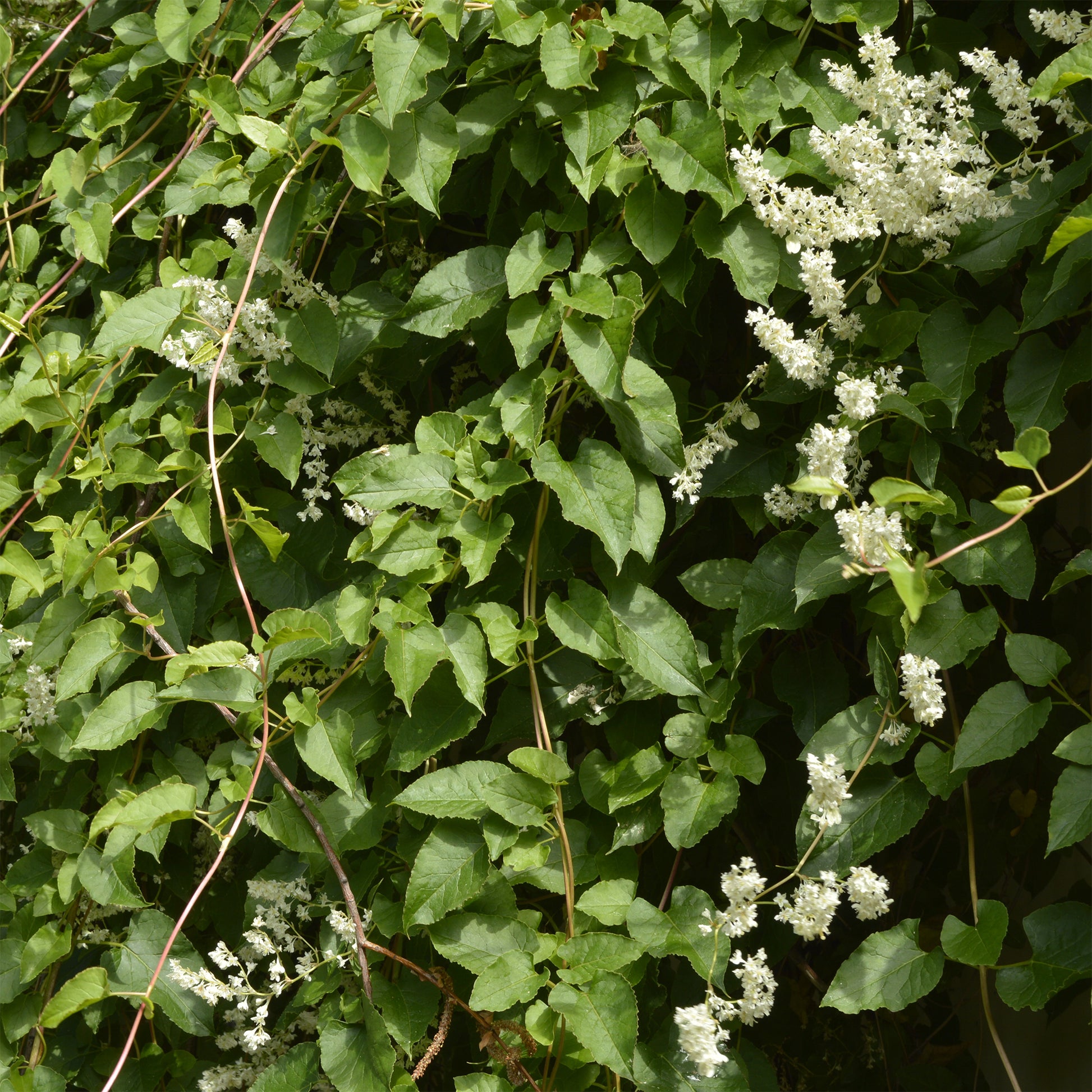 Fallopia Aubertii / Bruidssluier - Fallopia aubertii - Bakker