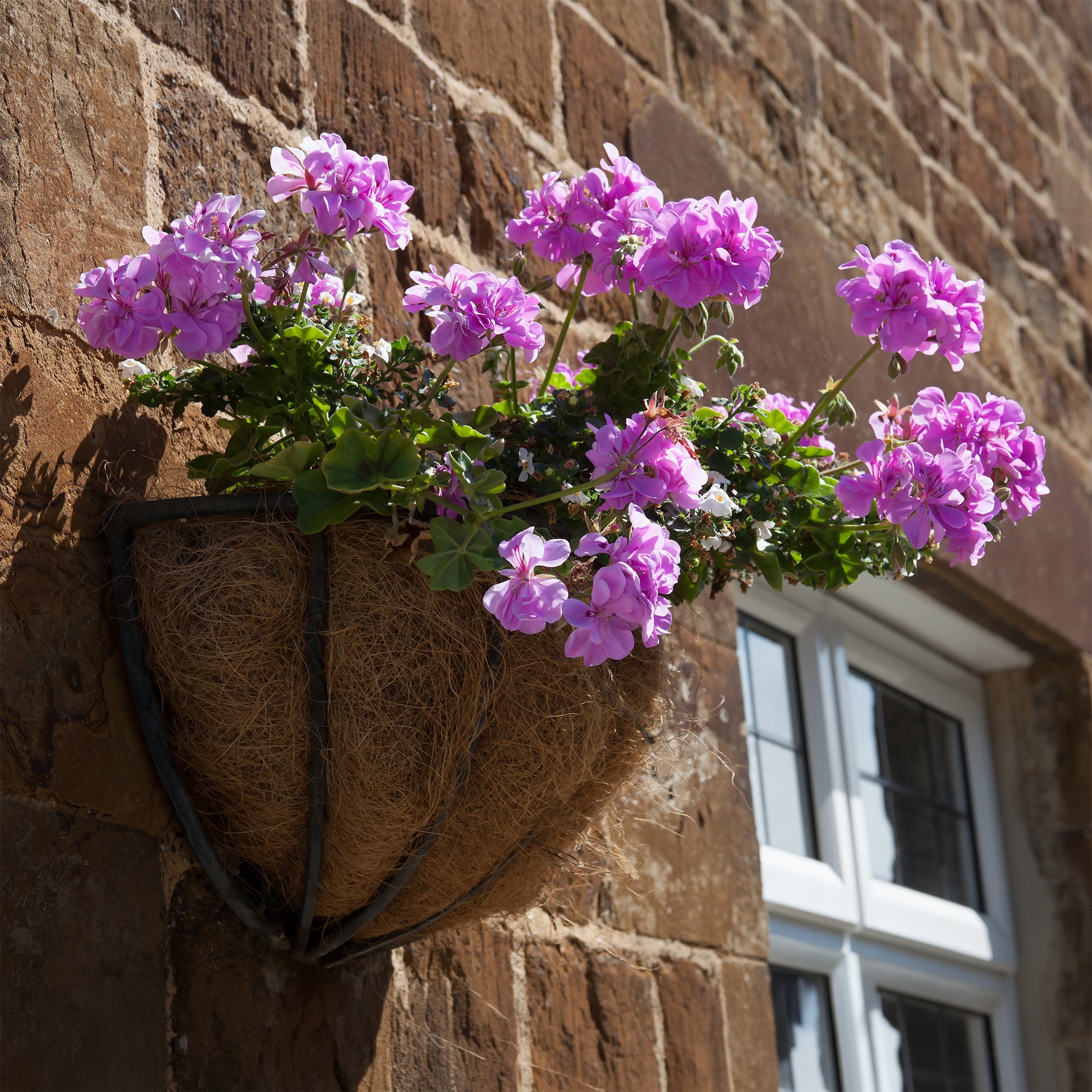 Hangende geranium dubbel paars - Bakker