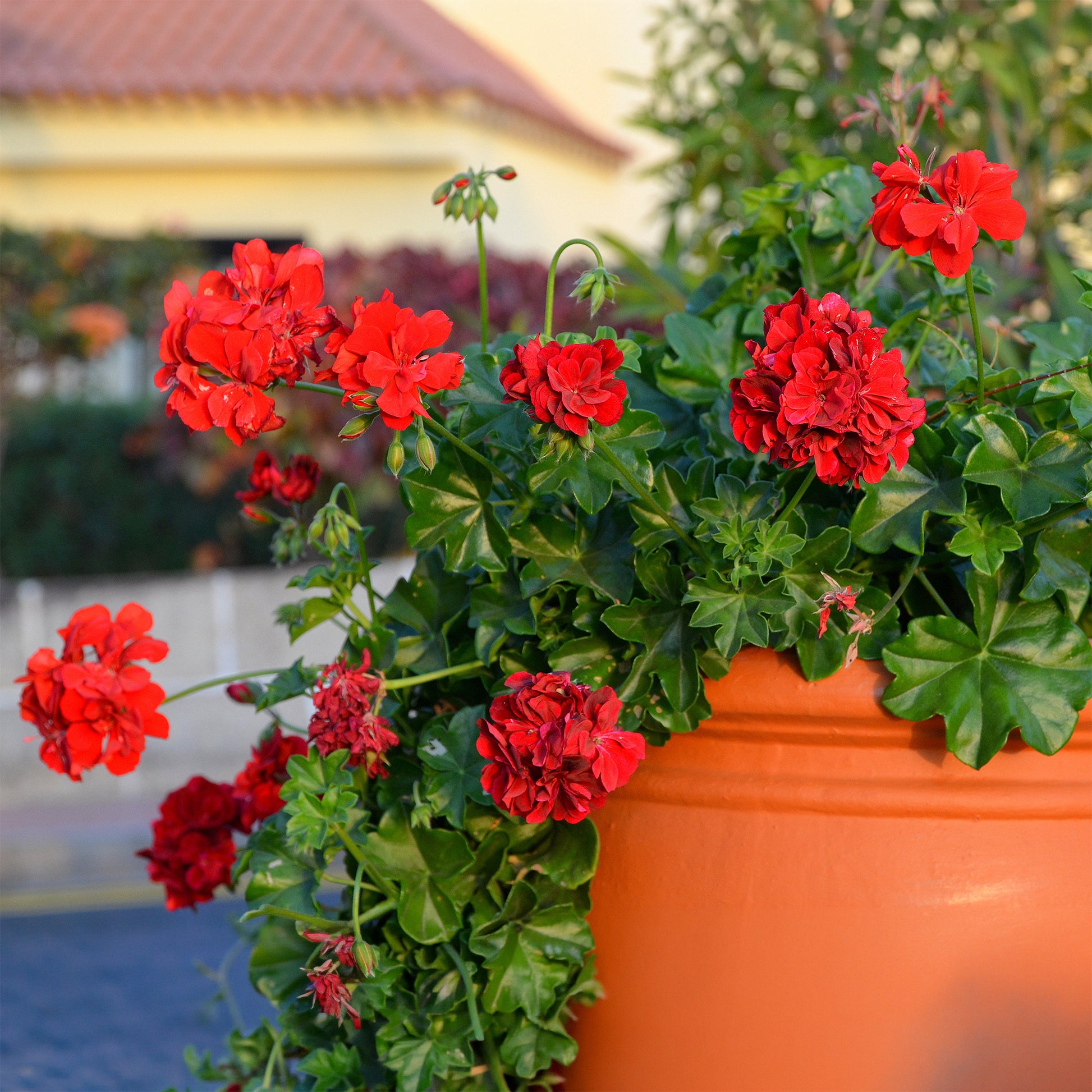 Hangende geranium dubbel rood - Pelargonium peltatum red - Bakker