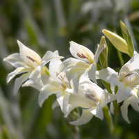 Dwerggladiolen De Bruid (x20) - Gladiolus colvillei The Bride - Bakker