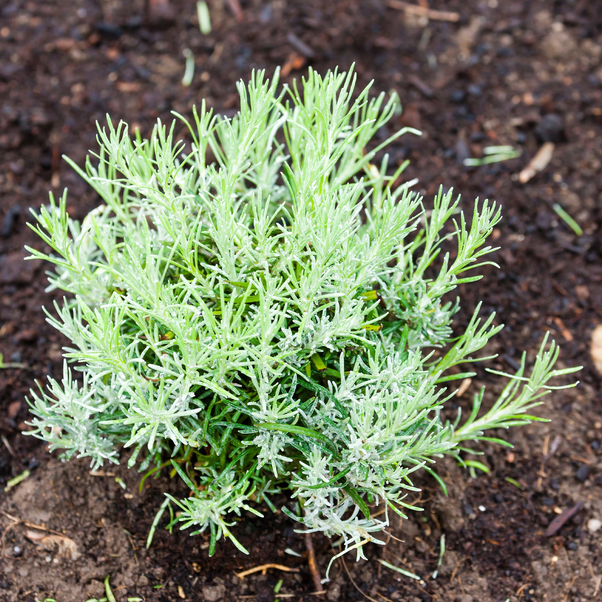 Helichrysum italicum Aladin - Kerrieplant 'Aladin' - Vaste planten