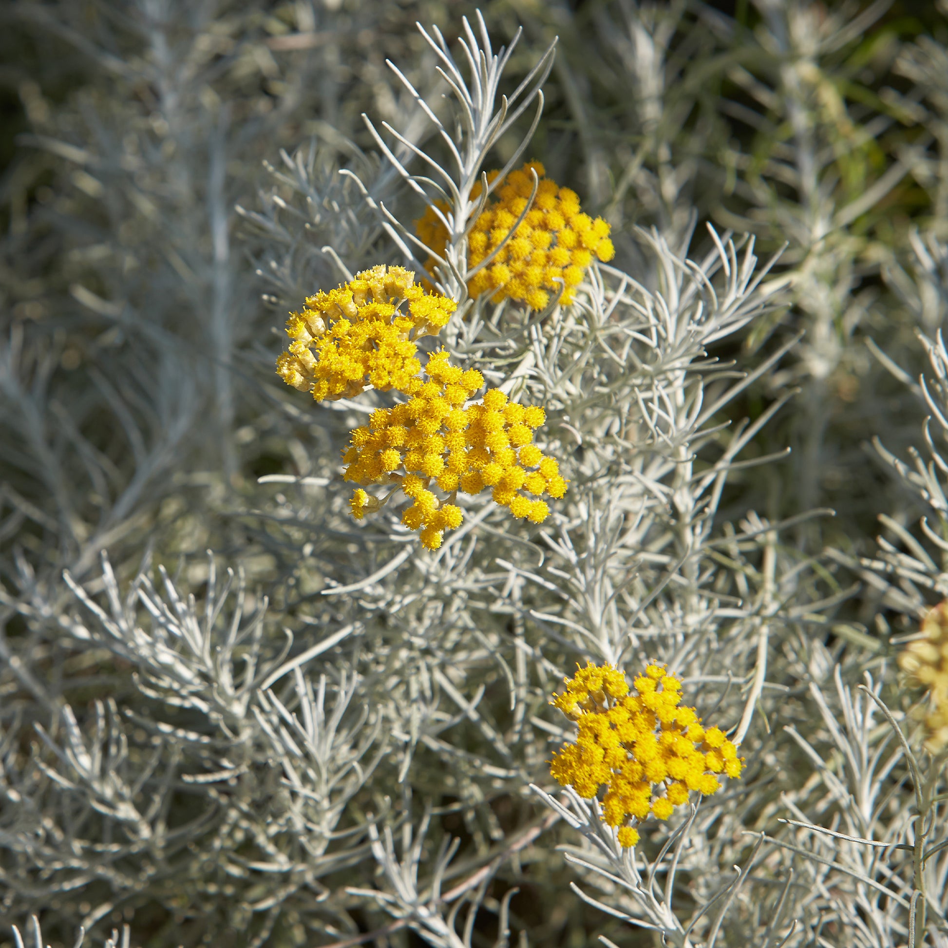 Kerrieplant 'Aladin' - Bakker