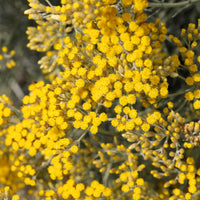 Vaste planten - Kerrieplant 'Aladin' - Helichrysum italicum Aladin