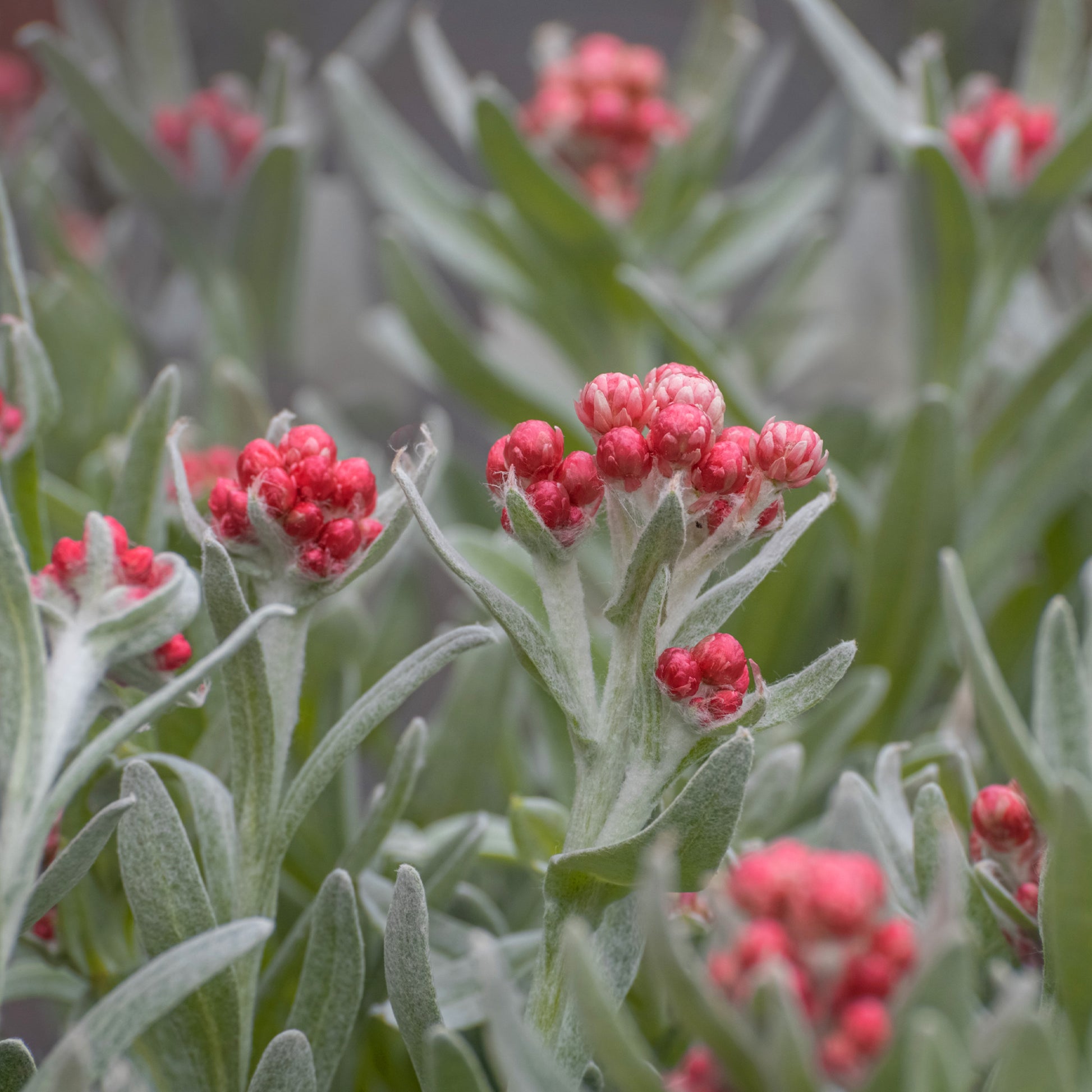 Kerrieplant 'Ruby Cluster' - Helichrysum amorginum Ruby Cluster ® - Bakker