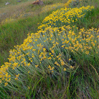 Immortelle/Herbe à curry - Helichrysum stoechas - Bakker