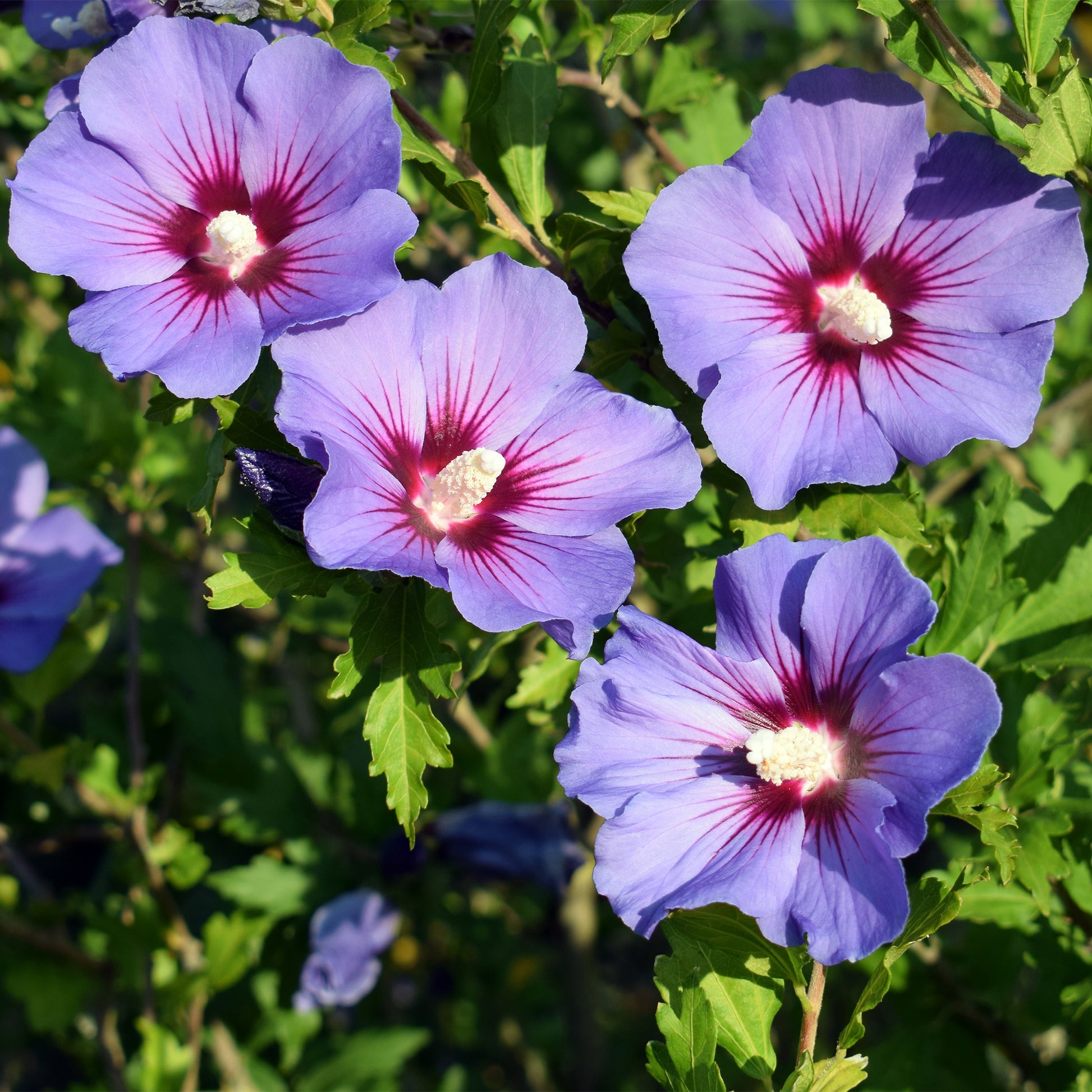 Hibiscus syriacus Oiseau Bleu - Hibiscus syriacus Oiseau bleu - Bakker