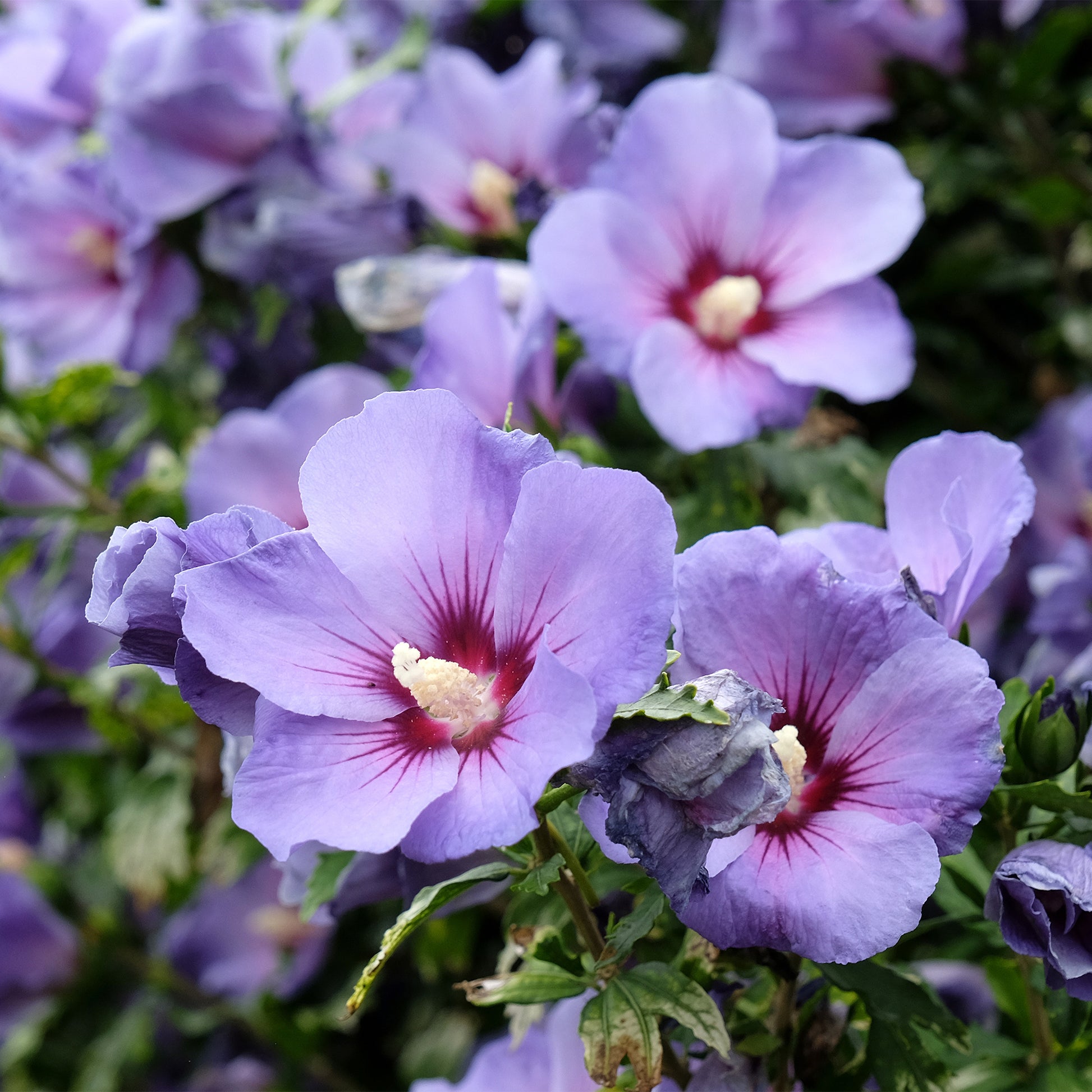 Hibiscus syriacus Oiseau Bleu - Bakker