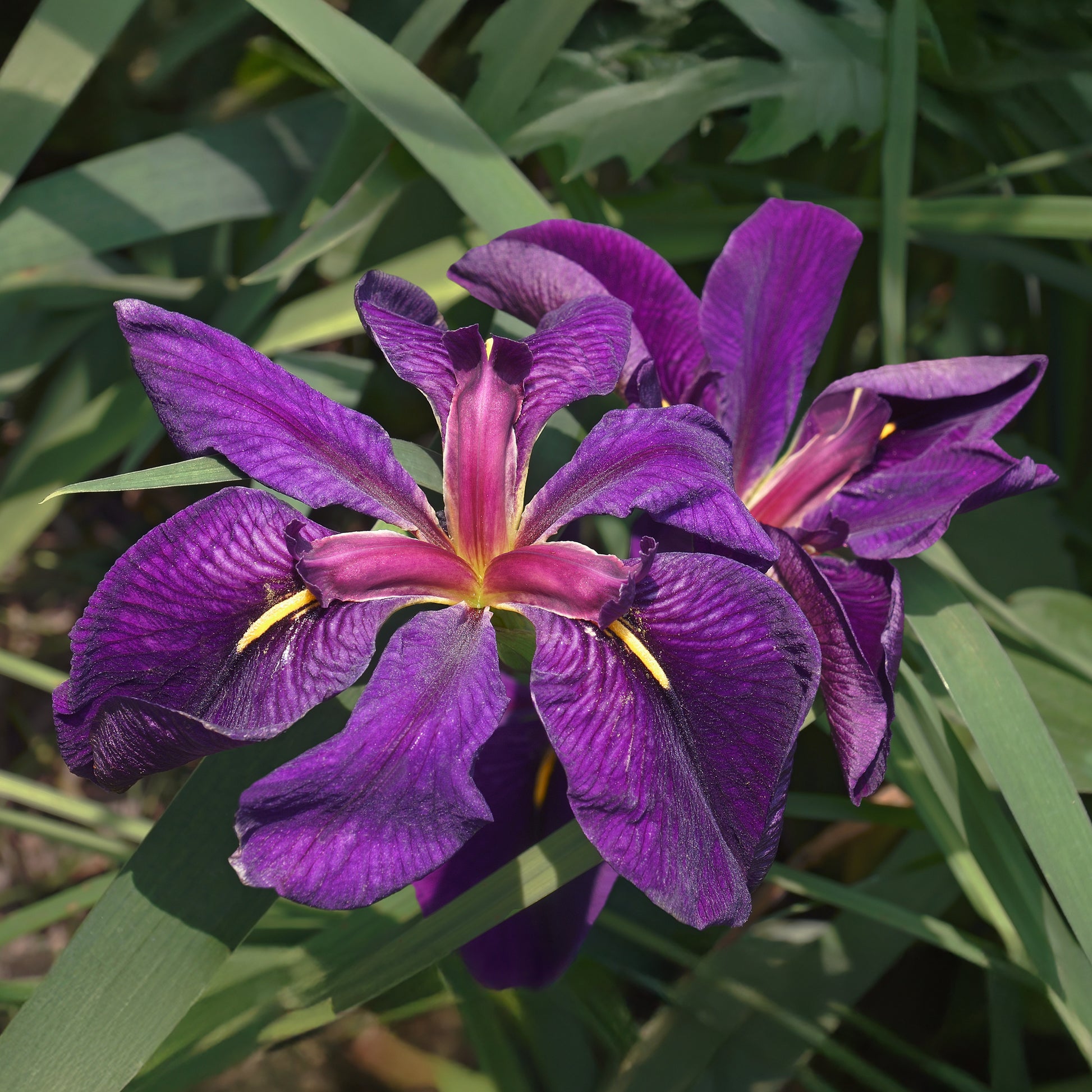 Iris Louisiana 'Black Gamecock /  Paarse wateriris - Iris louisiana Black Gamecock - Bakker