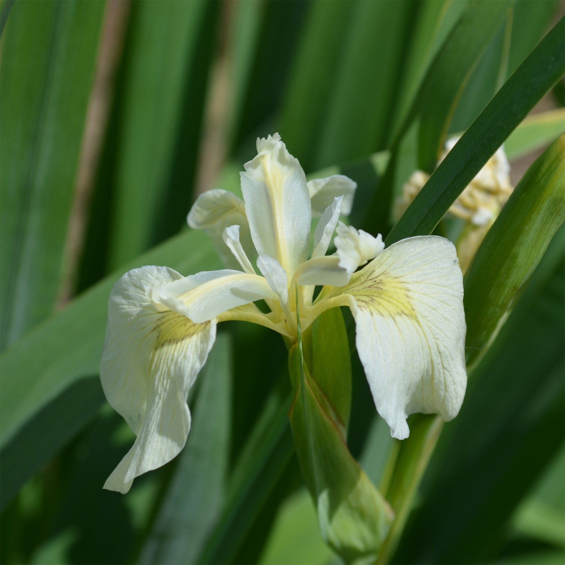 Iris pseudacorus 'Alba' / Witte lis - Iris pseudacorus Alba - Bakker