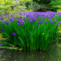 Iris pseudacorus 'Blue' / Moerasiris - Iris pseudacorus Blue - Bakker
