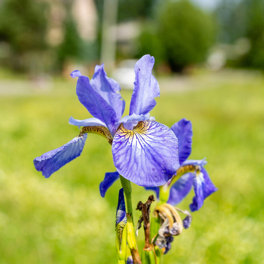 Iris siberica 'Fran's Gold' / Siberische lis - Bakker