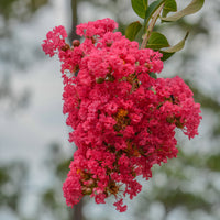 Indiase sering dynamiet - Lagerstroemia indica Dynamite - Bakker