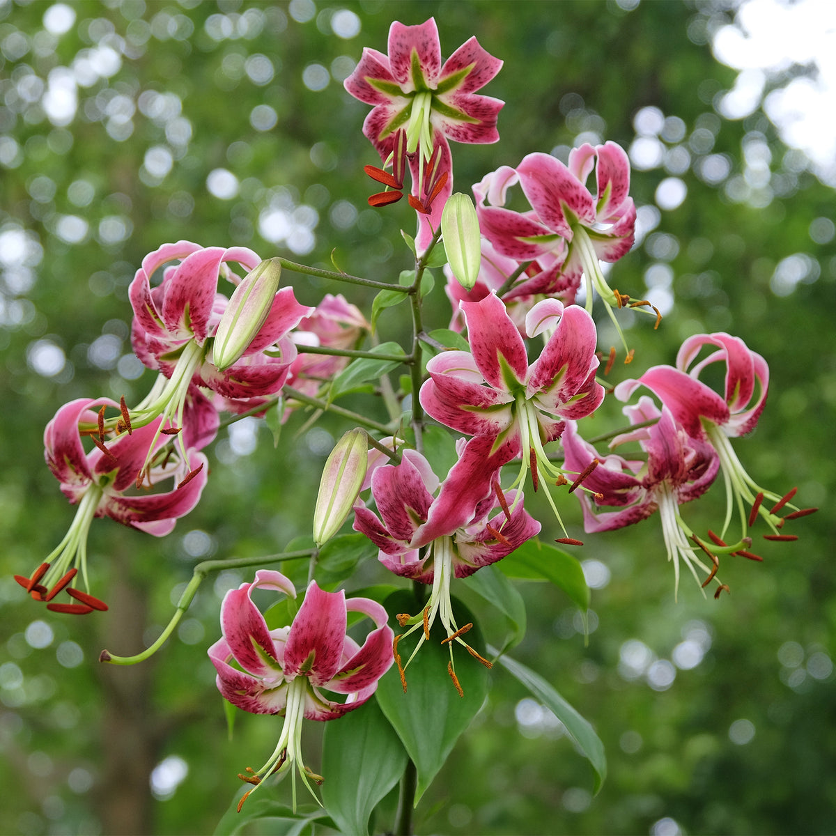 Black Beauty lelie / Lilium “black beauty
