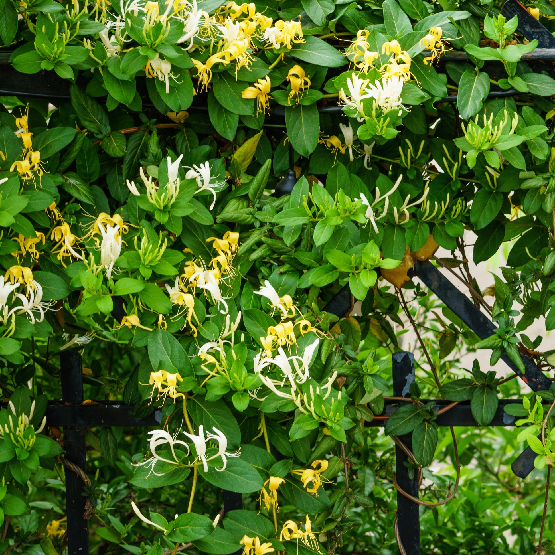 Japanse Kamperfoelie 'Hall's Prolific' - Lonicera japonica Hall's Prolific - Bakker