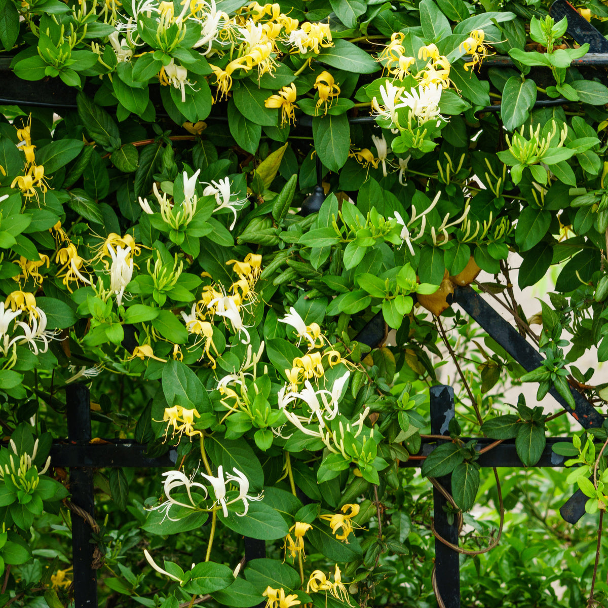 Japanse Kamperfoelie 'Hall's Prolific' - Lonicera japonica Hall's Prolific - Bakker